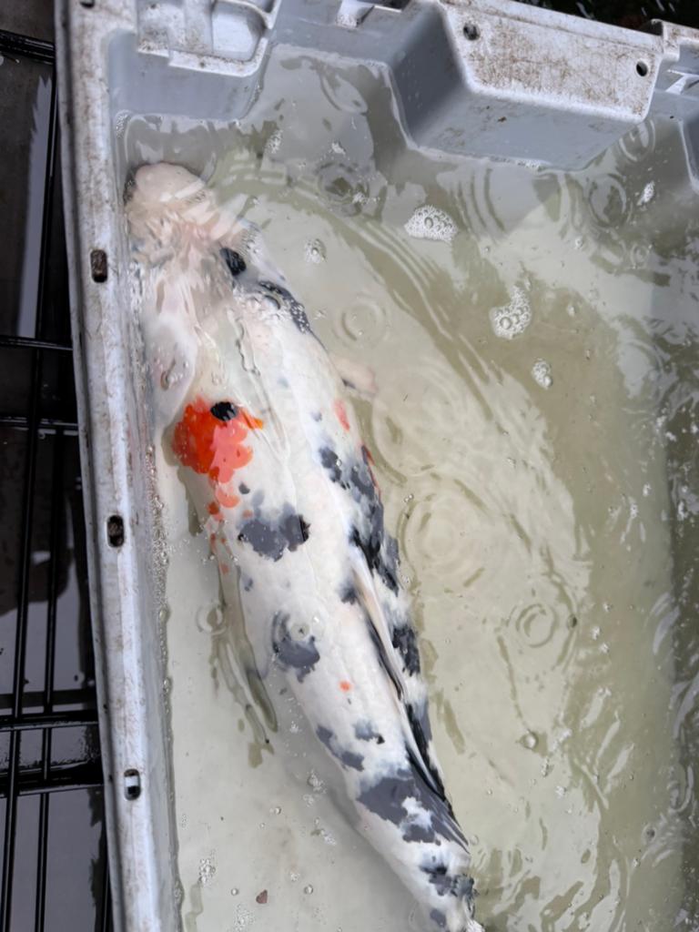 Koi kapper, Karper of Koi
