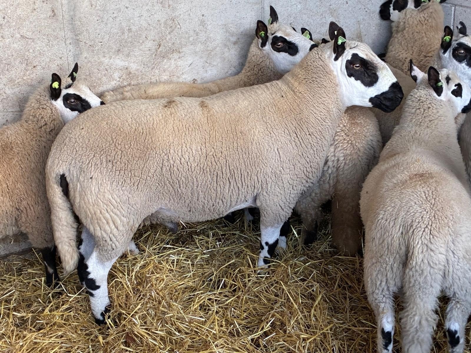 TE KOOP Kerry Hill stamboek dekram en ooilammereni, Mannelijk, Schaap