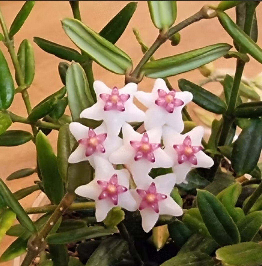 Hoya engleriana, Ophalen of Verzenden, Halfschaduw, Minder dan 100 cm