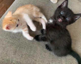 Kittens - Zijn allemaal gereserveerd t/m maandag 13 juli, Kater, Kortharig, 0 tot 2 jaar