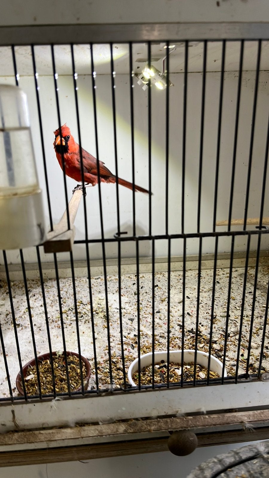 Rode kardinaal man, Mannelijk, Tropenvogel, Geringd