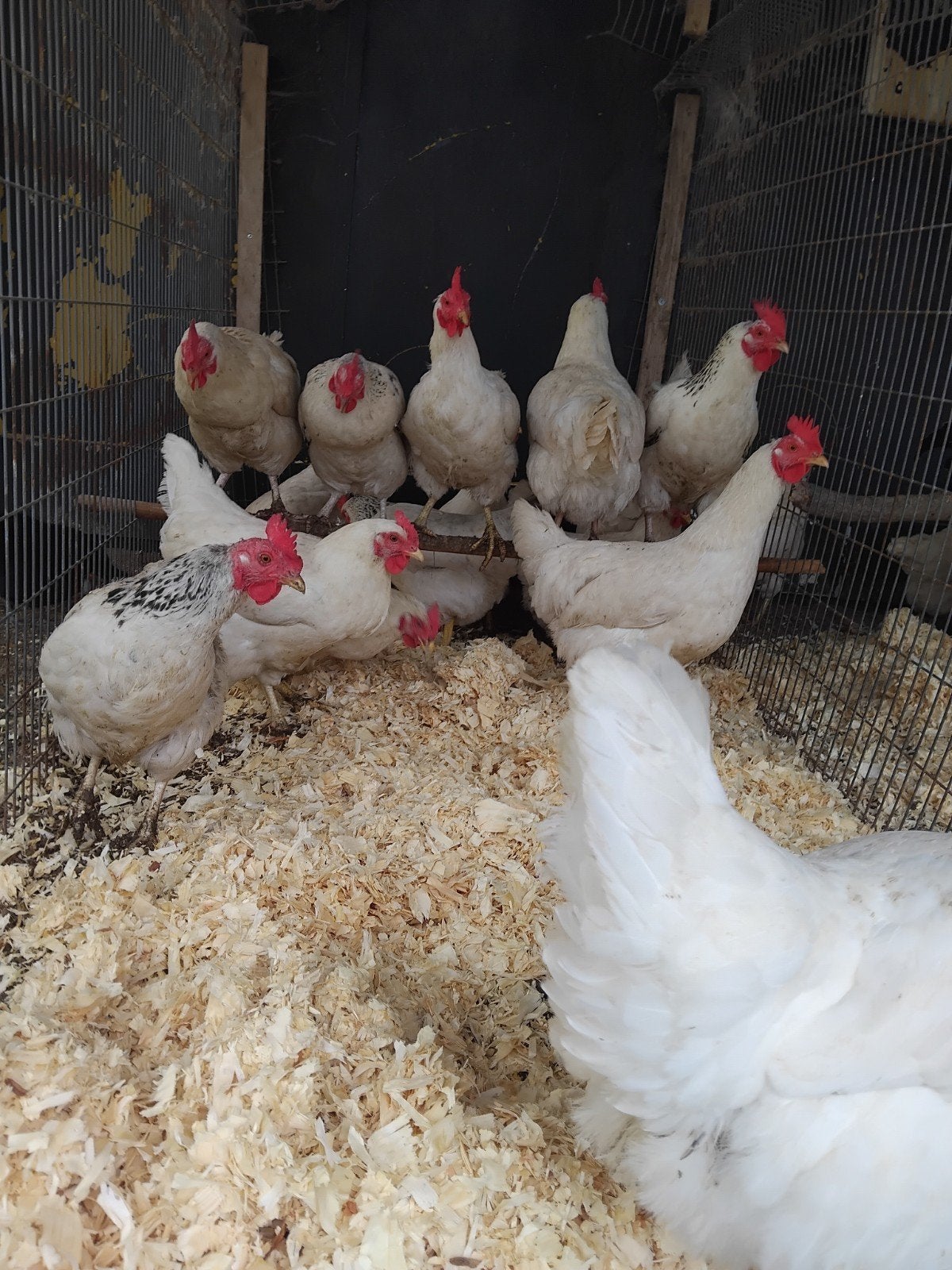 Leghennen  Sussex, Dieren en Toebehoren, Pluimvee, Vrouwelijk, Kip