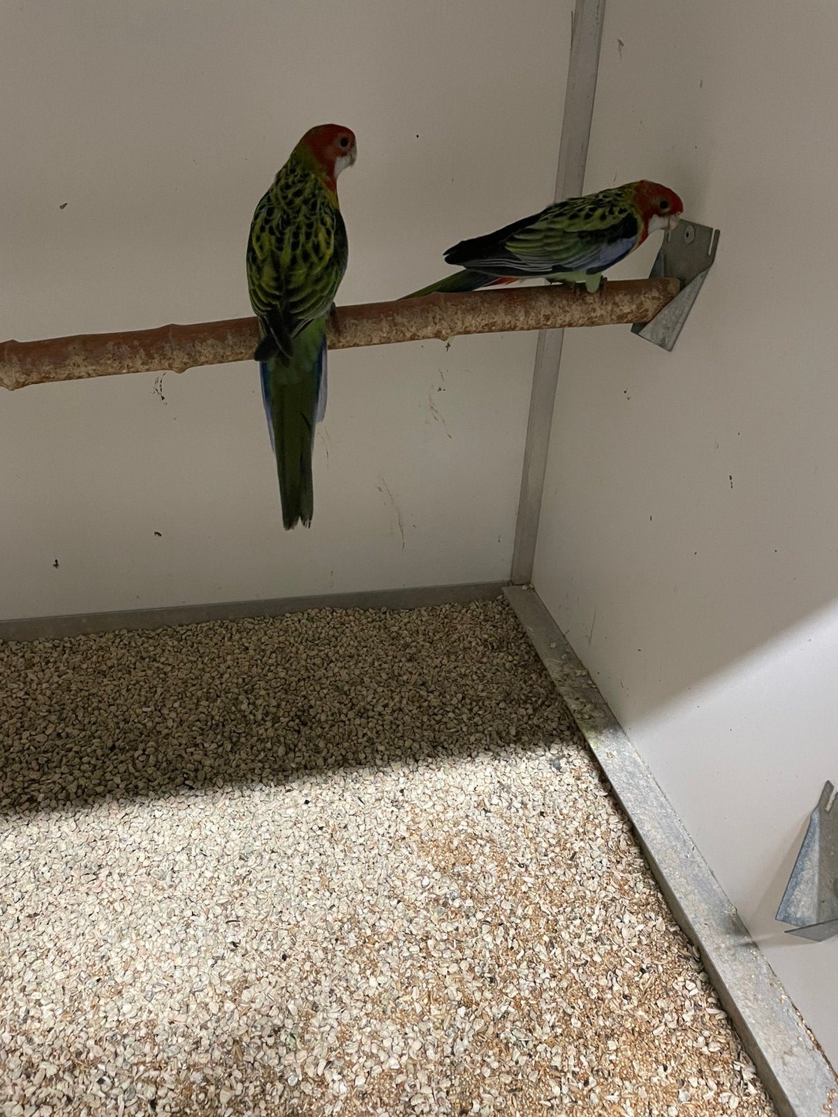 Prachtrosella’s, Dieren en Toebehoren, Meerdere dieren, Parkiet