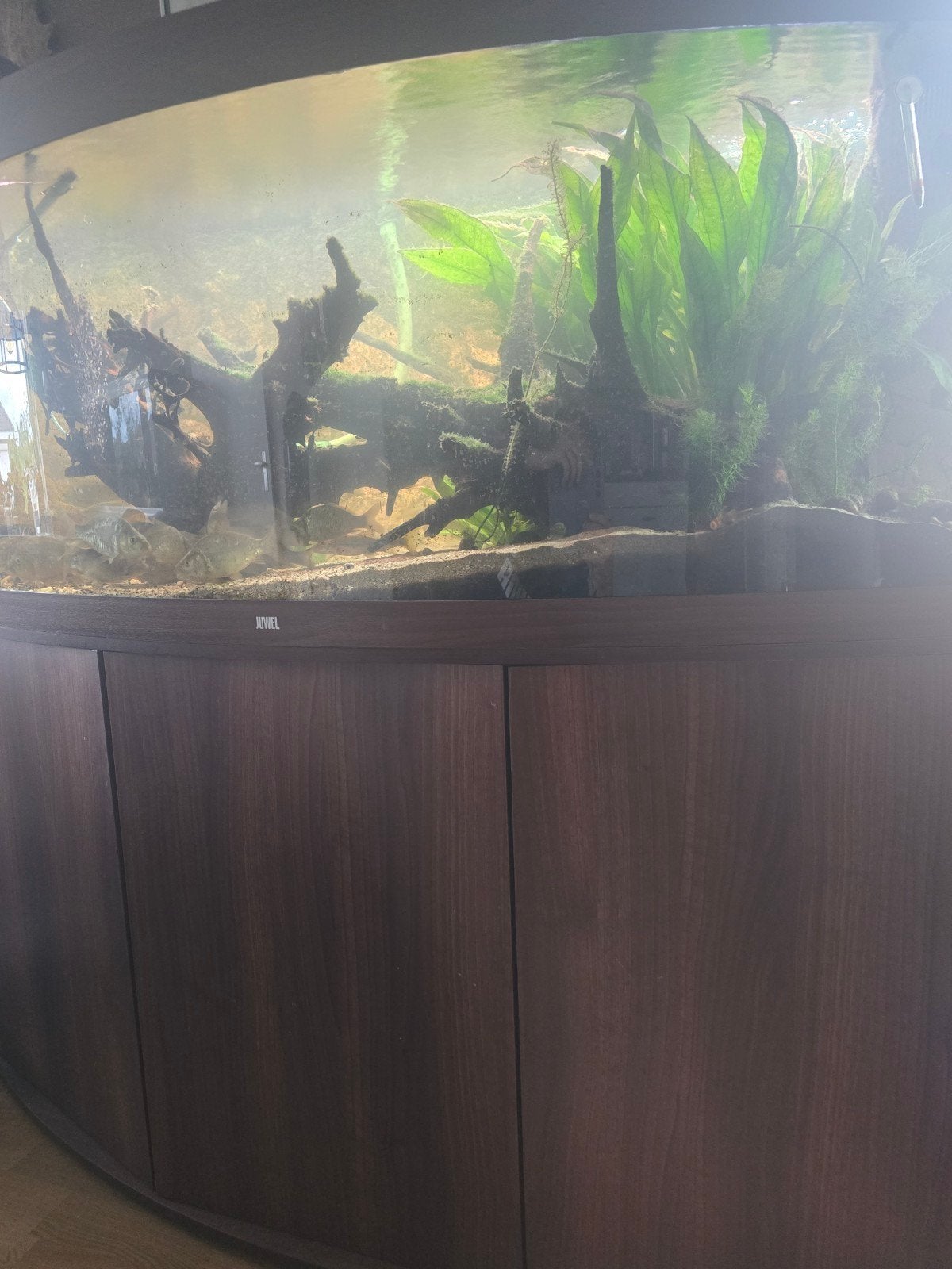juwel vision 450 walnoot kleur, Dieren en Toebehoren, Ophalen, Gebruikt, Leeg aquarium, Juwel