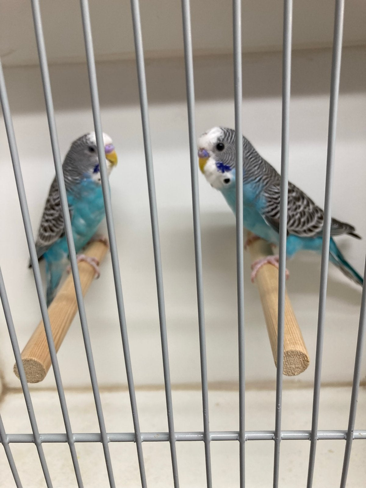 Grasparkieten split blackface/blackwing en blackface/fallow, Dieren en Toebehoren, Vogels | Parkieten en Papegaaien, Meerdere dieren