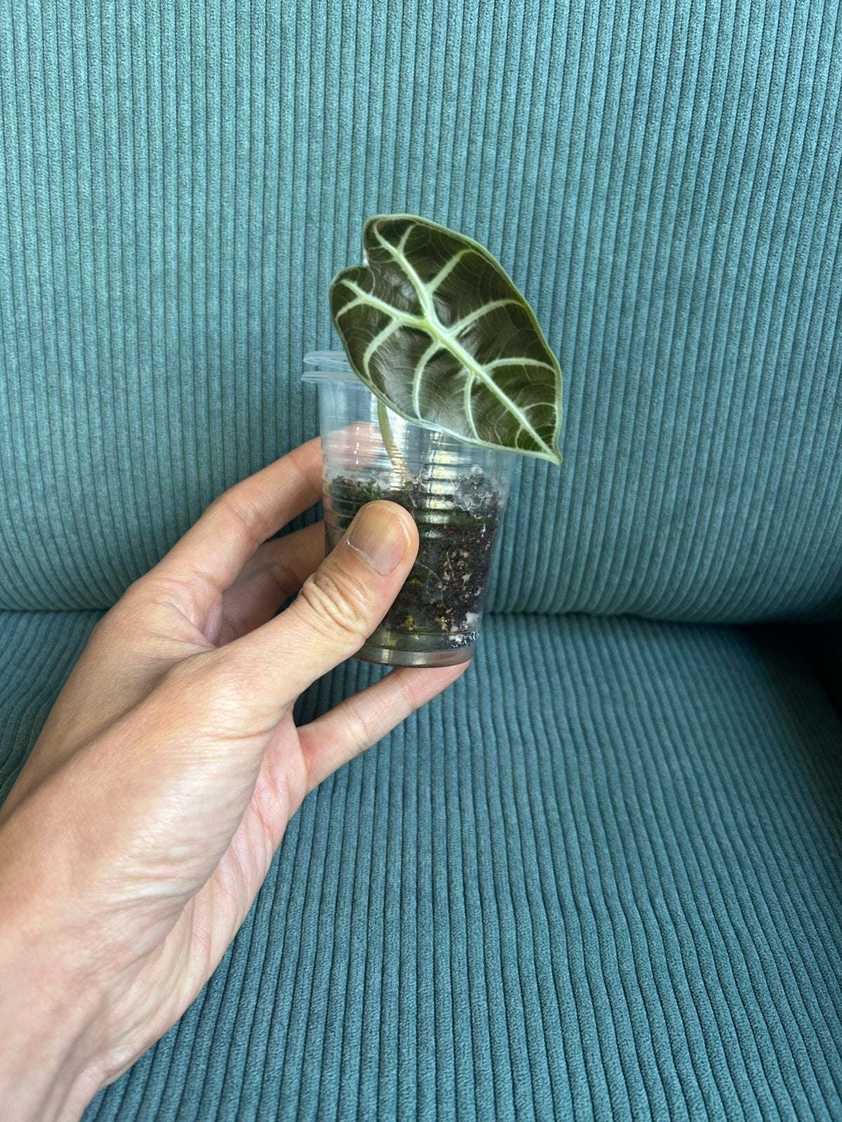 Alocasia Sedenii, Ophalen of Verzenden, Zo goed als nieuw, 17 tot 18, Dame