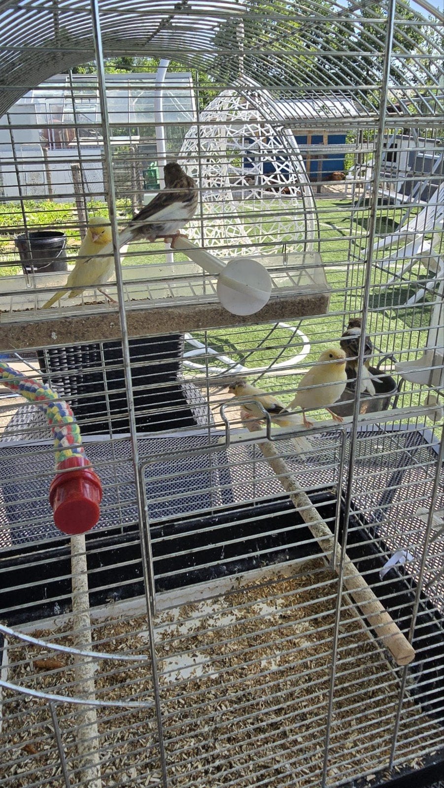 5 Kanaries, Geslacht onbekend, Dwergpapegaai of Agapornis