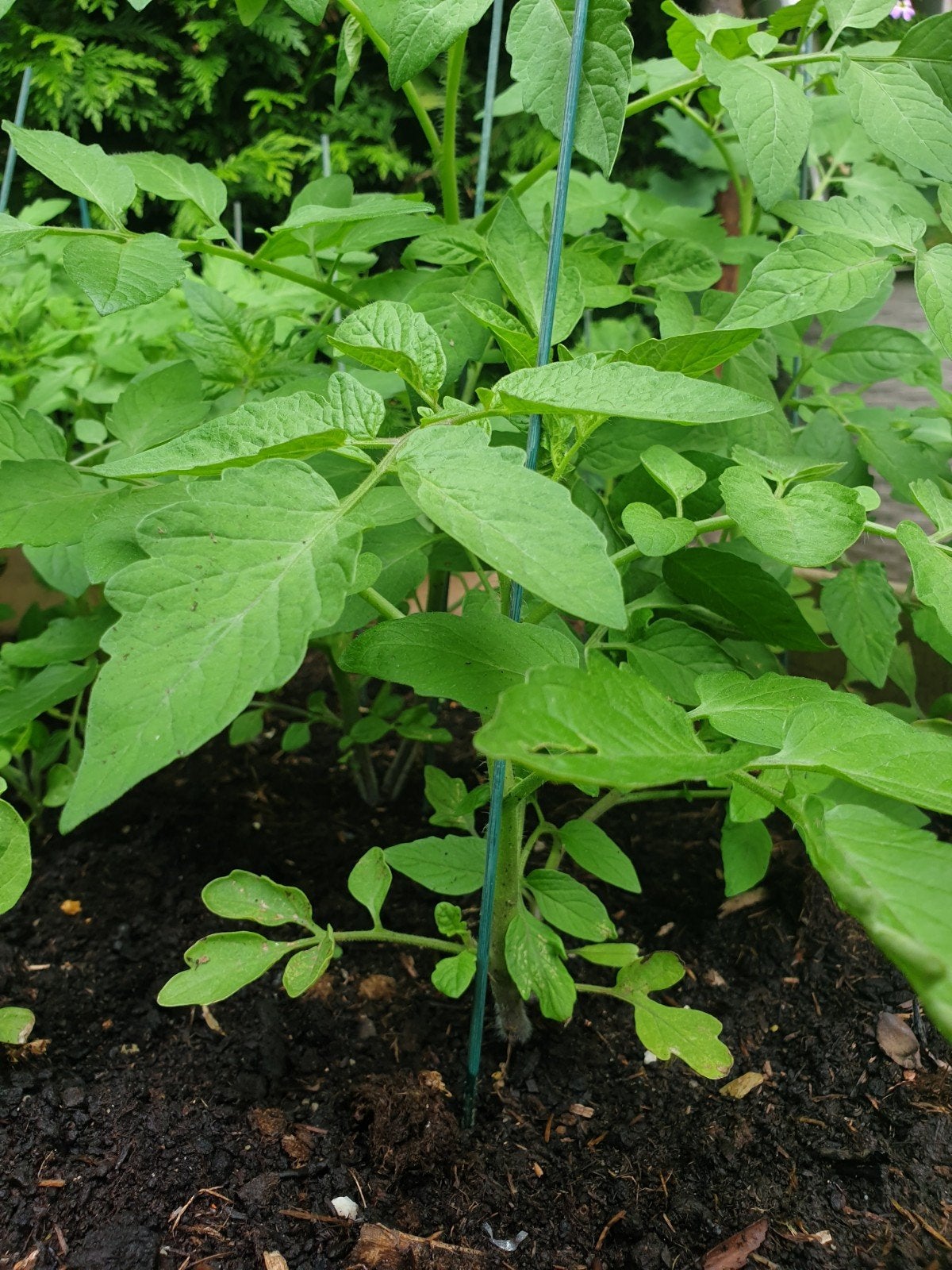 Tomatenplanten, dille, aardbeien, spinazie en nog veel meer!, Tuin en Terras, Planten | Tuinplanten, Ophalen, Eenjarig, Groenteplanten
