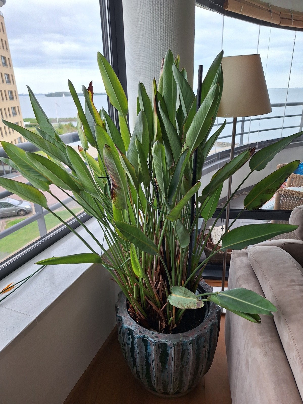 Grote Strelitzia Nicolai (Paradijsvogelplant), Ophalen, Overige soorten, Halfschaduw, In pot
