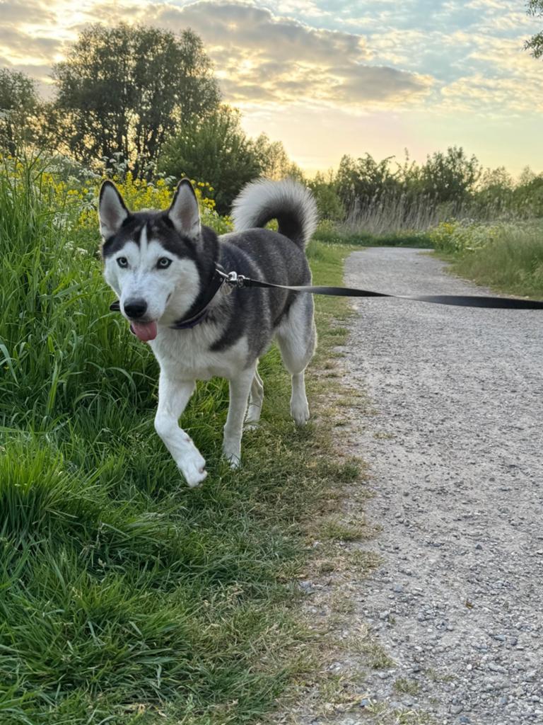 Gezocht: betrouwbare honden oppas - Voorschoten
