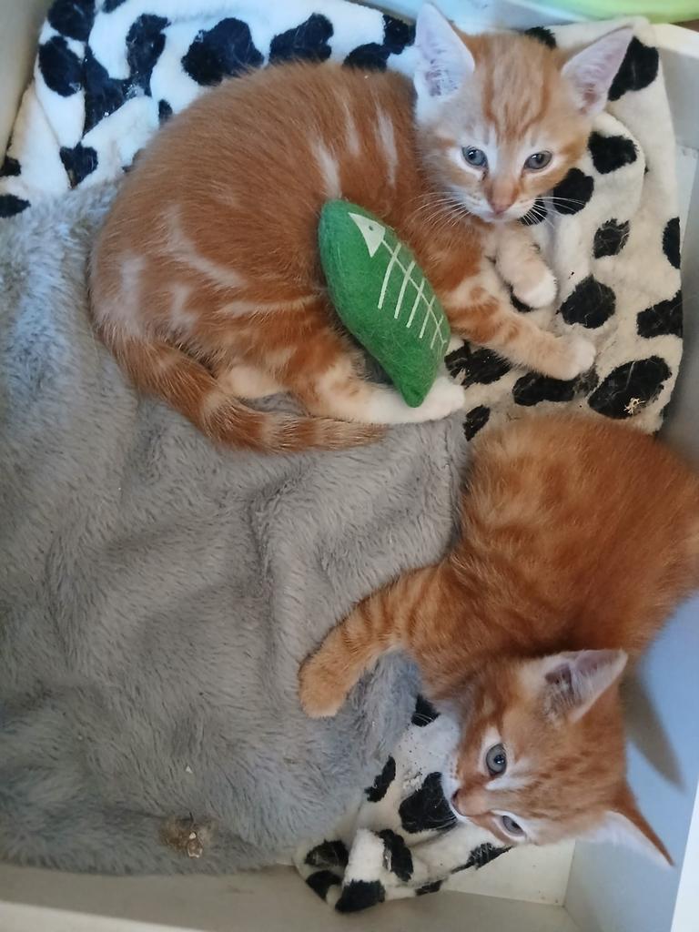Nog 1 hele lieve kitten beschikbaar, Dieren en Toebehoren, Katten en Kittens | Overige Katten, Poes, Kortharig, 0 tot 2 jaar