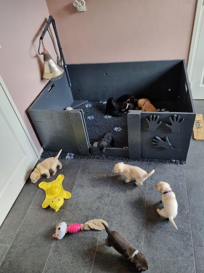 Labrador pups, Dieren en Toebehoren, Honden | Retrievers, Spaniëls en Waterhonden, Meerdere dieren, Labrador retriever, Particulier