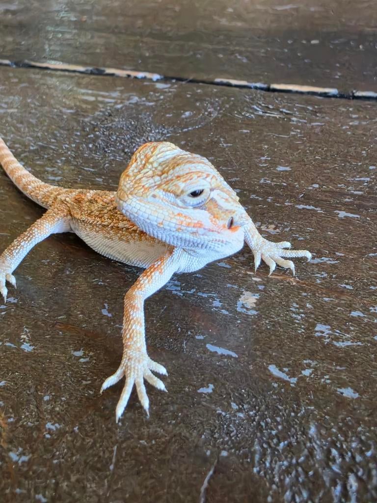 Baardagaam (12-02-26) Bearded Dragon - unknown for sale from Martin