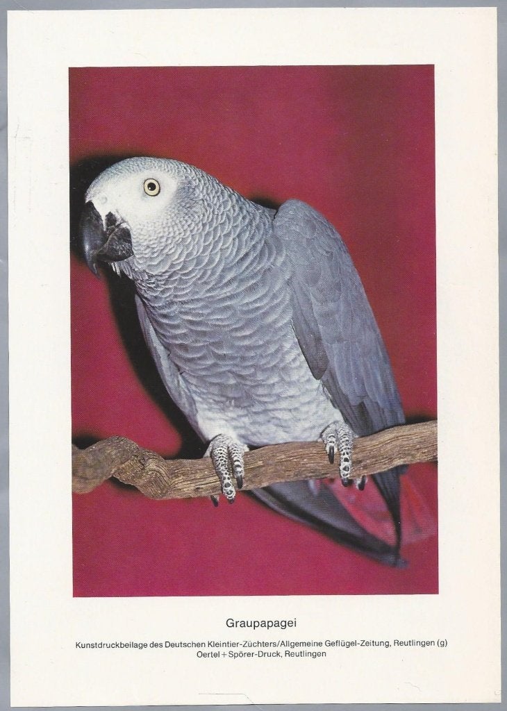 Vintage Prent Grijze Roodstaart Papegaai - Graupapagei, Gebruikt, Ophalen of Verzenden, Voor 1940, Dier