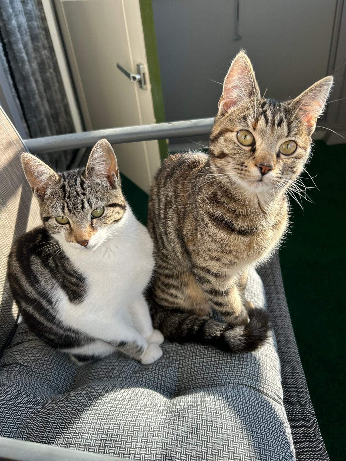 Liva en nova, Dieren en Toebehoren, Katten en Kittens | Overige Katten, Poes, Kortharig, 0 tot 2 jaar