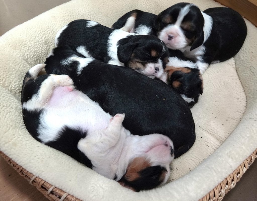 Cavalier King Charles Spaniel            (outcross)  !!!!!!, Nederland, Overige rassen, CDV (hondenziekte), 8 tot 15 weken