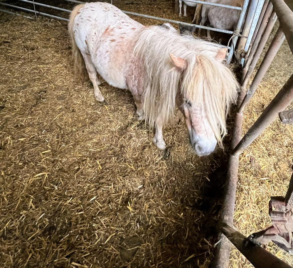 4 jarige panterbonte merrie met merrie veulen, Merrie