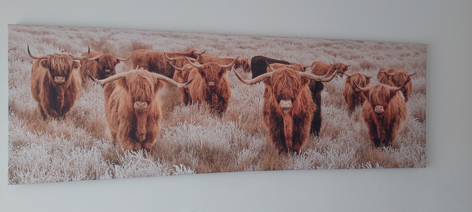 Schilderij Schotse Hooglanders 150x50cm, Ophalen, 125 cm of meer, Zo goed als nieuw, Schilderij