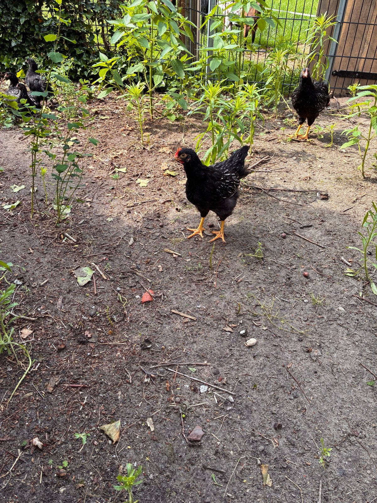 3 barnevelder hanen zilvergezoomd, Dieren en Toebehoren, Mannelijk, Kip