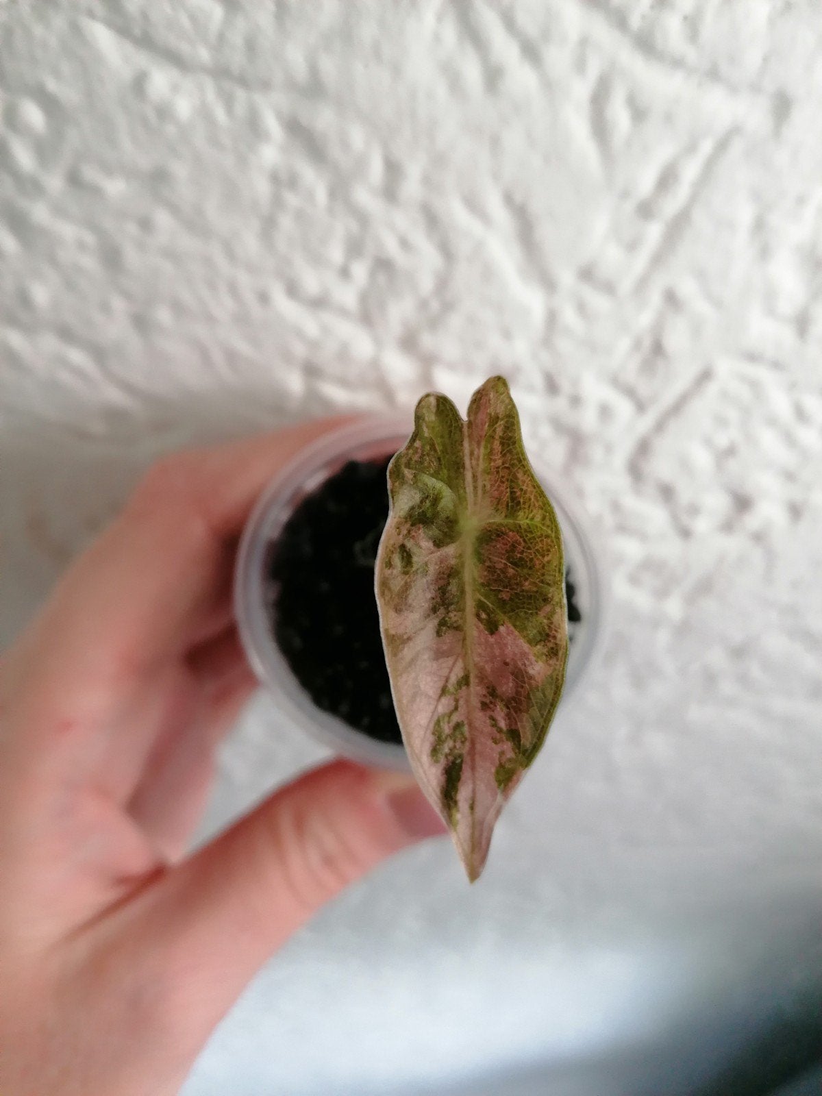 Alocasia Pseudo Sanderiana Pink variegata, Ophalen of Verzenden, Halfschaduw, Minder dan 100 cm