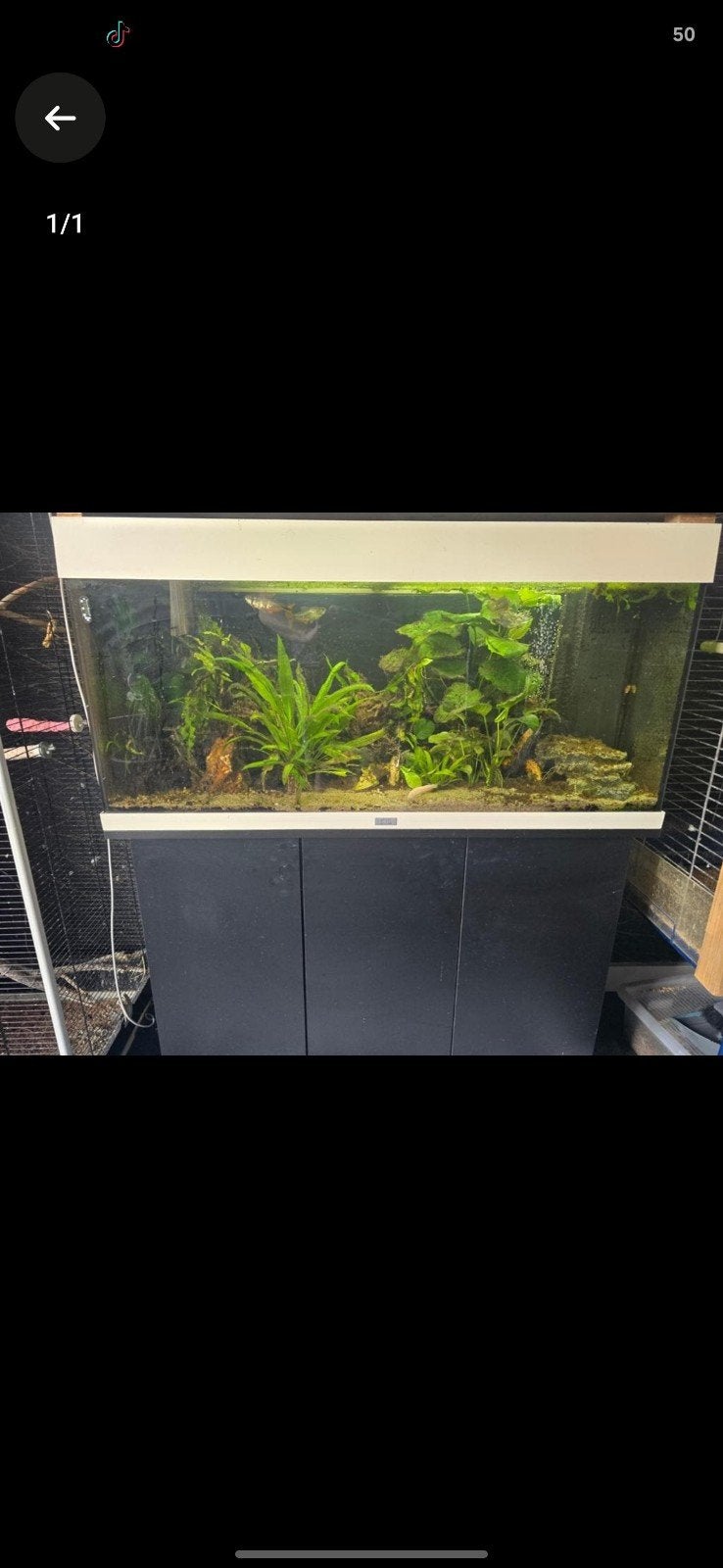 Juwel Aquarium 1005040, Dieren en Toebehoren, Vissen | Aquaria en Toebehoren, Ophalen, Gevuld zoetwateraquarium