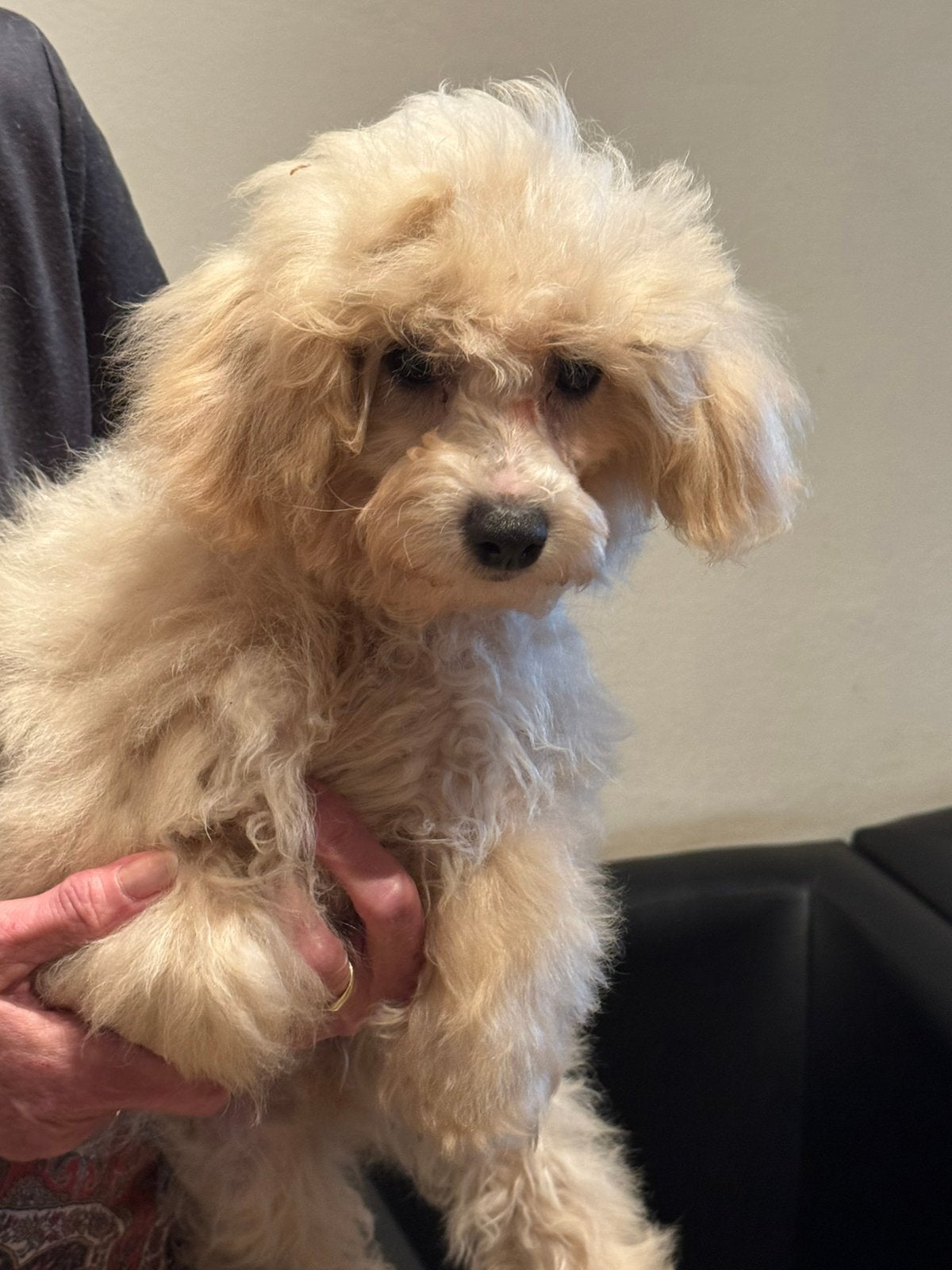 Lief puber Maltipoo reutje! Nagenoeg zindelijk., Dieren en Toebehoren, Honden | Chihuahua's en Gezelschapshonden, Poedel, Parvo