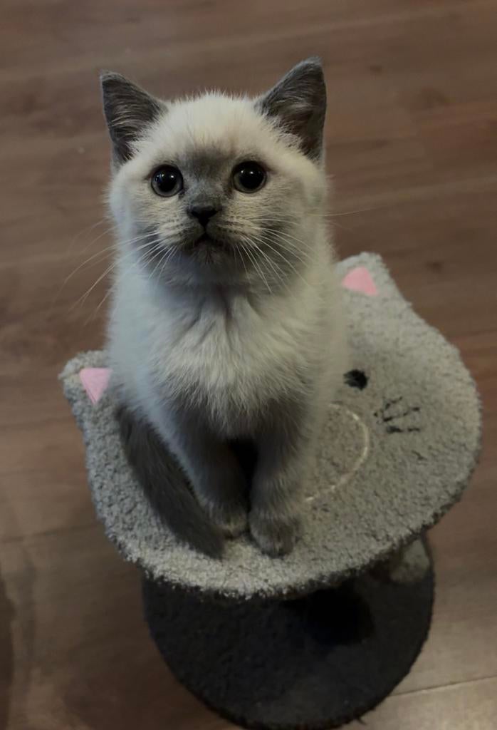 Britse korthaar kittens