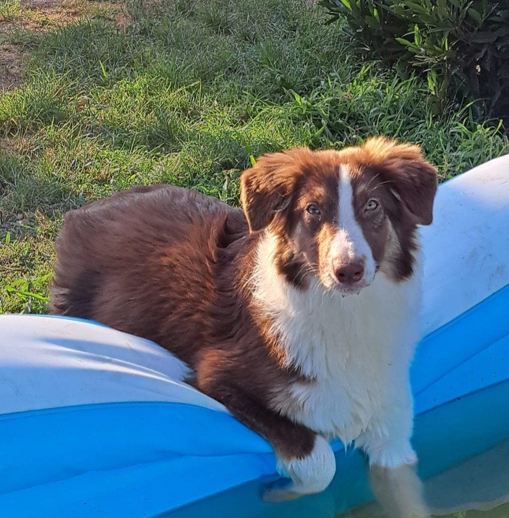 Lieve tri choc Australische herder reu 6mnd op boerderij, Dieren en Toebehoren, Honden | Herdershonden en Veedrijvers, België