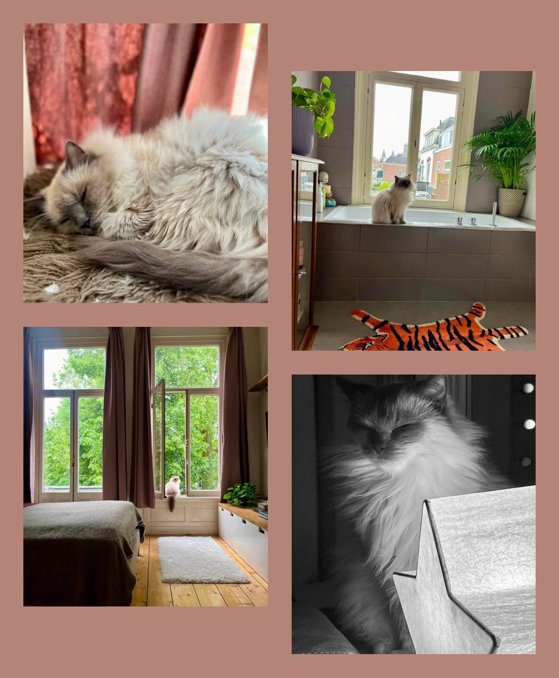 A Loving Retirement Home Wanted for Our Gentle Ragdoll Boy