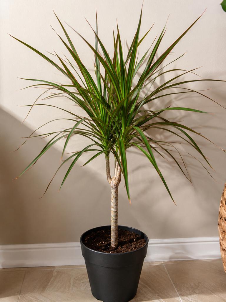 Petit Klein Madagaskar Drakenboom (Dracaena marginata), Huis en Inrichting, Kamerplanten, Overige soorten, In pot, Minder dan 100 cm