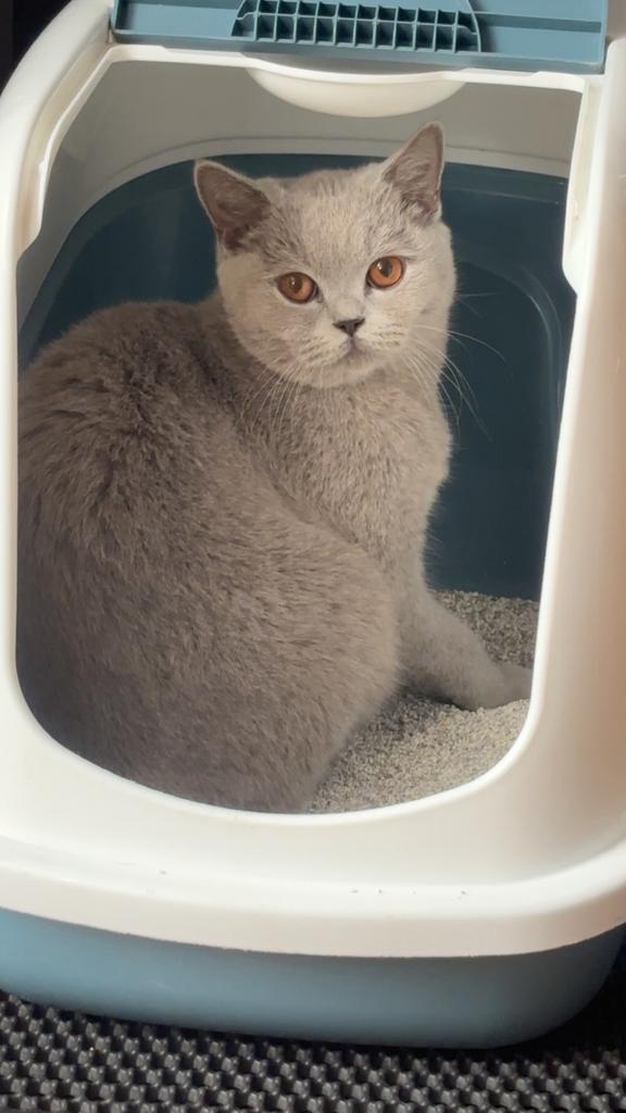 Britse korthaar kat, Poes, Gechipt, 0 tot 2 jaar