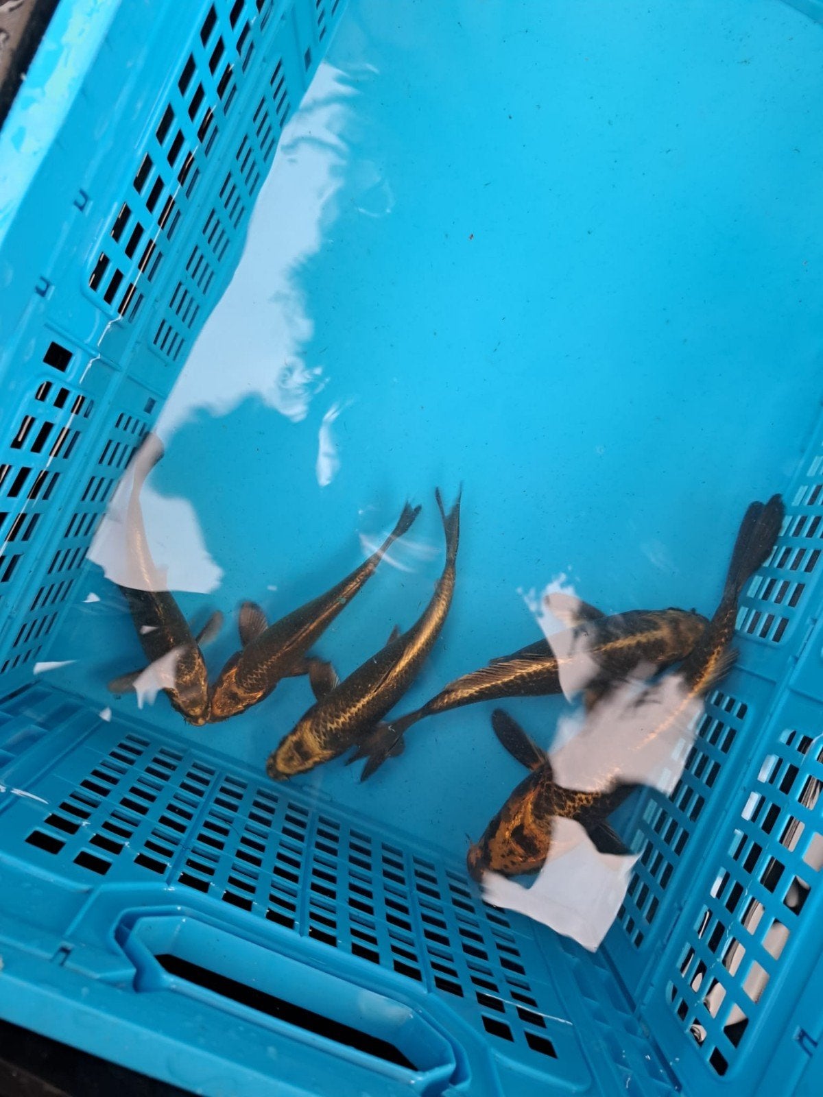 5x matsuba koi leeftijd tosai, Dieren en Toebehoren, Karper of Koi