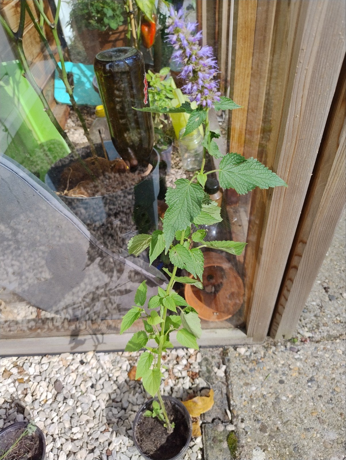Biologisch gekweekte Dropplant, Ophalen, Minder dan 100 cm, Overige soorten, Lente