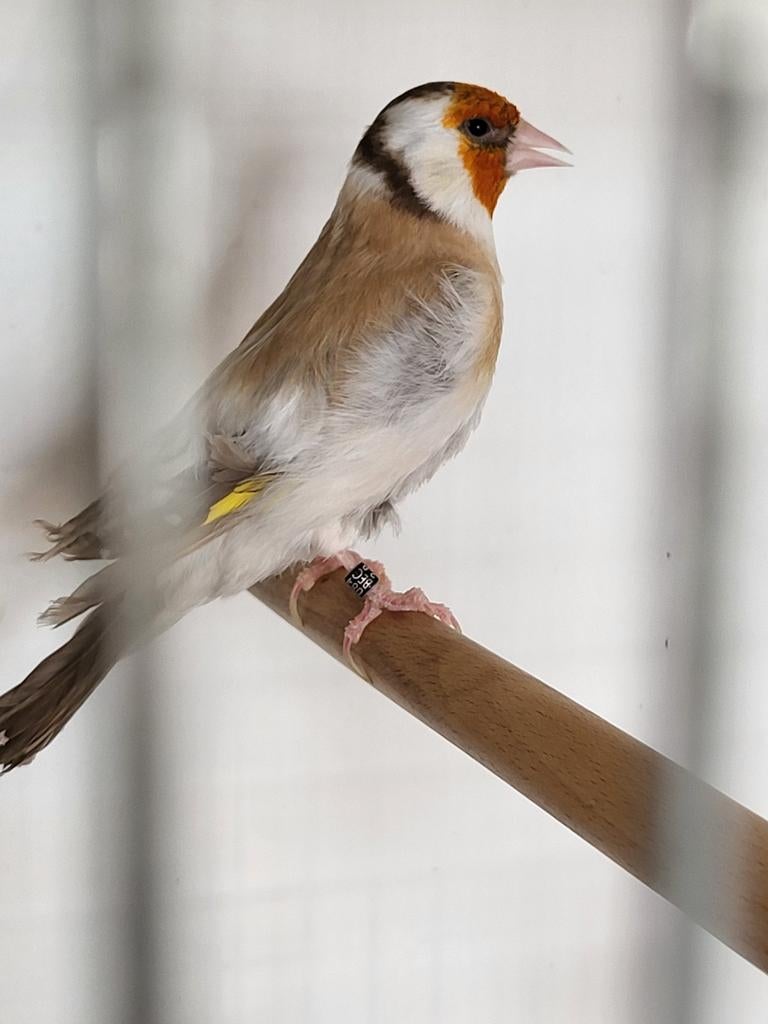 Majoor putter pop, Vrouwelijk, Wildzangvogel