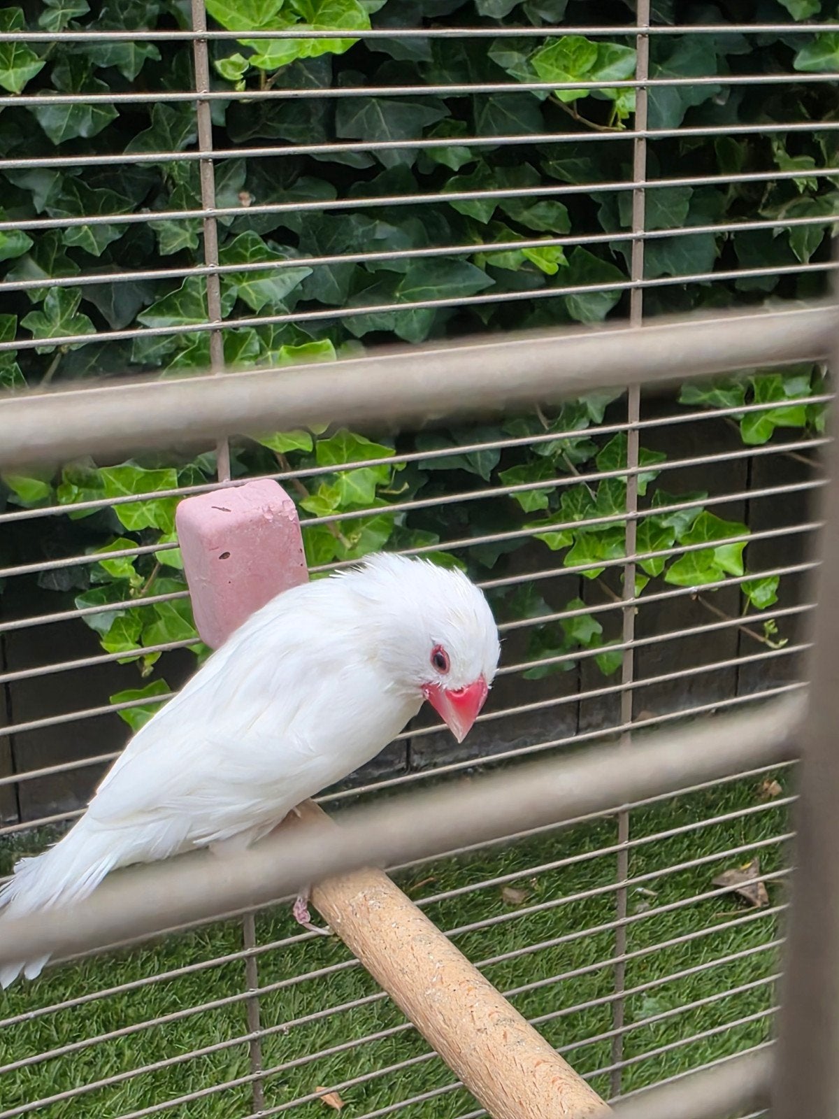Rijstvogeltje in kooi, Mannelijk, Tropenvogel