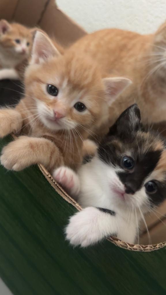 5 kittens zoeken een nieuw huisje!, Dieren en Toebehoren, Meerdere dieren, Ontwormd