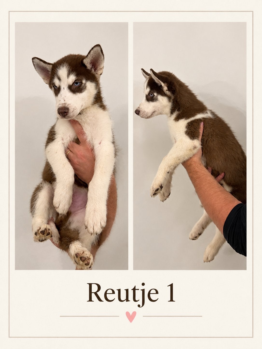 Husky Pups, België, Particulier, 8 tot 15 weken, Meerdere