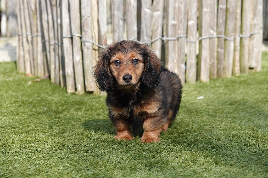 Prachtige langharige dwergteckel pups met stamboom, Dieren en Toebehoren, Honden | Teckels en Dashonden, Parvo, België, 15 weken tot 1 jaar