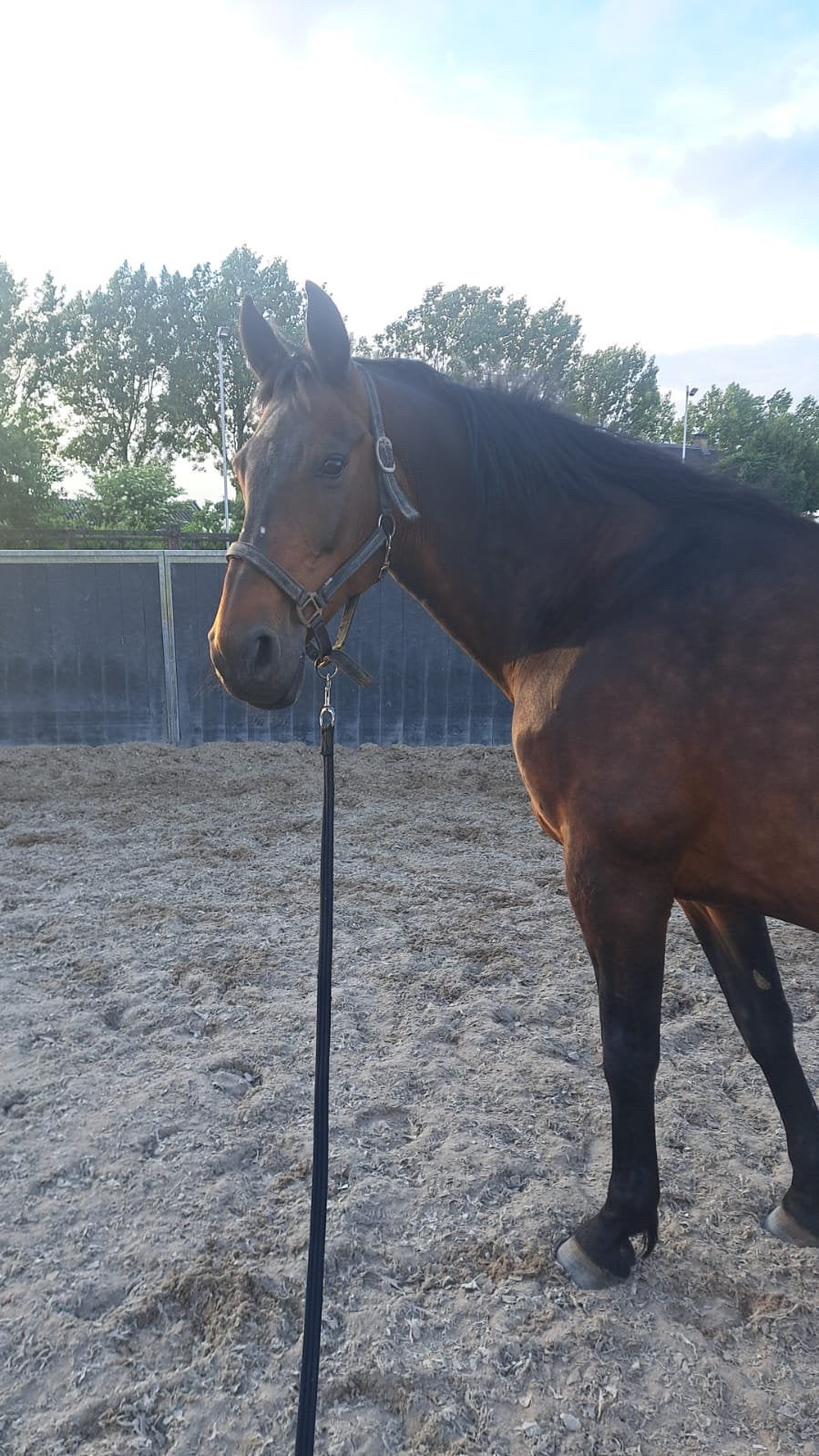 Mijdrecht, verzorger / bijrijder voor 2 dagen, Dieren en Toebehoren, Ophalen