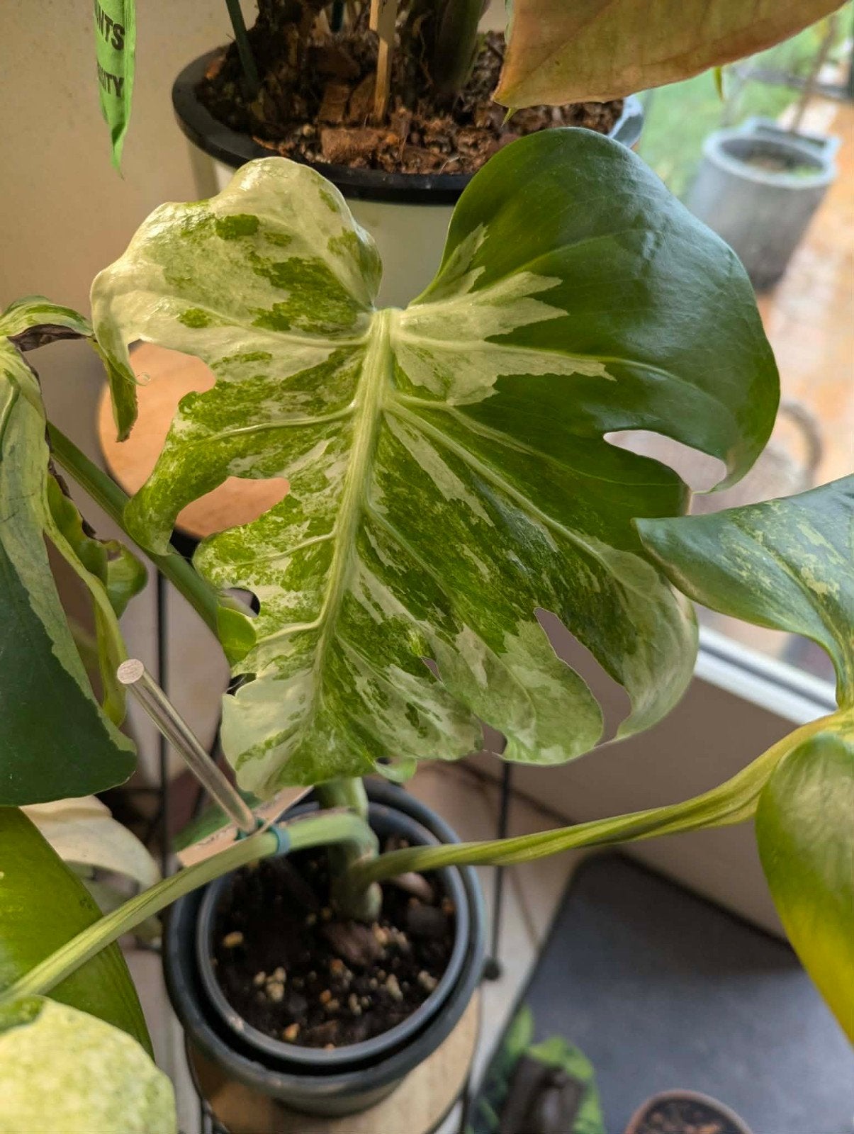 Monstera oceana mint, Ophalen of Verzenden