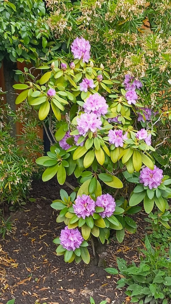rhododendron ( paars ), Tuin en Terras, Ophalen, Rhododendron, Struik, 100 tot 250 cm