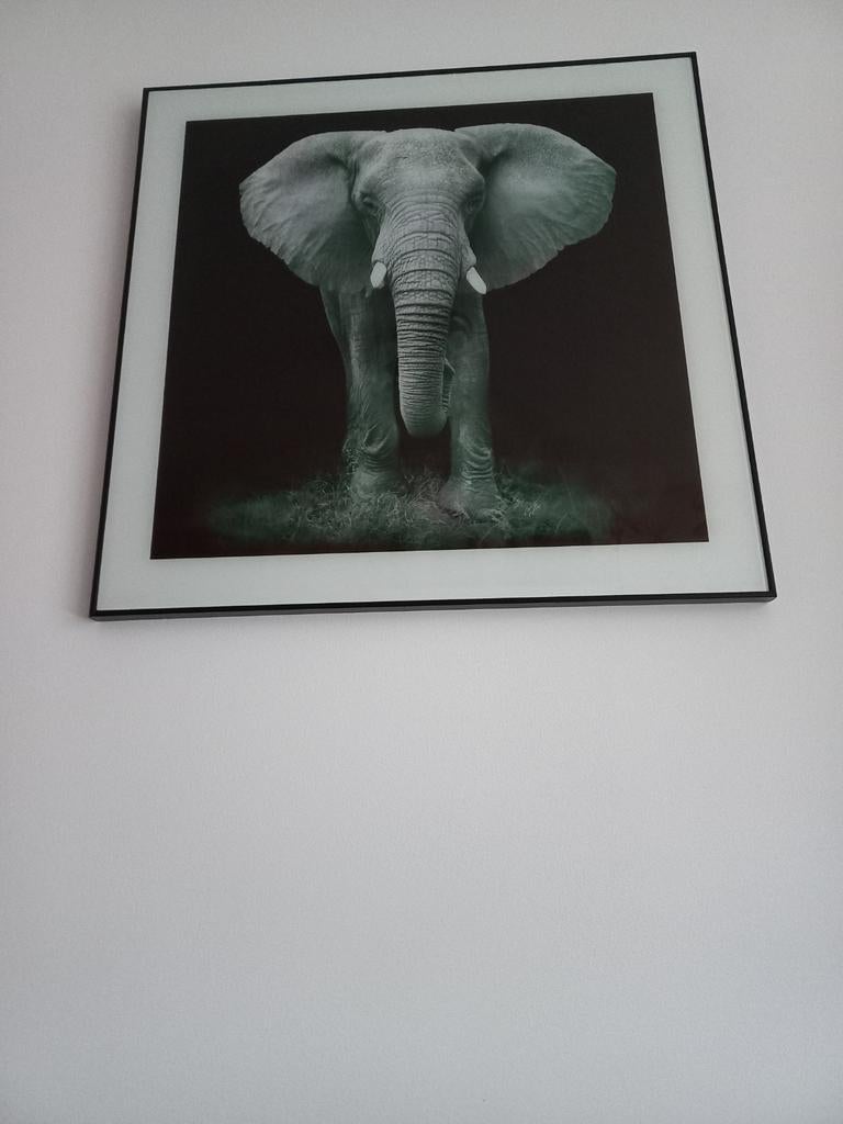 Schilderij olifant met glasplaat 57x57cm, Ophalen