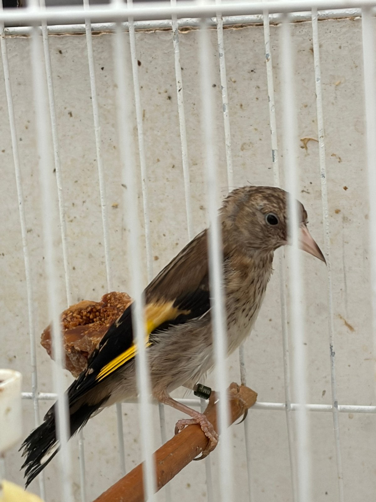 Parva putter, Dieren en Toebehoren, Vogels | Overige Vogels, Mannelijk, Wildzangvogel