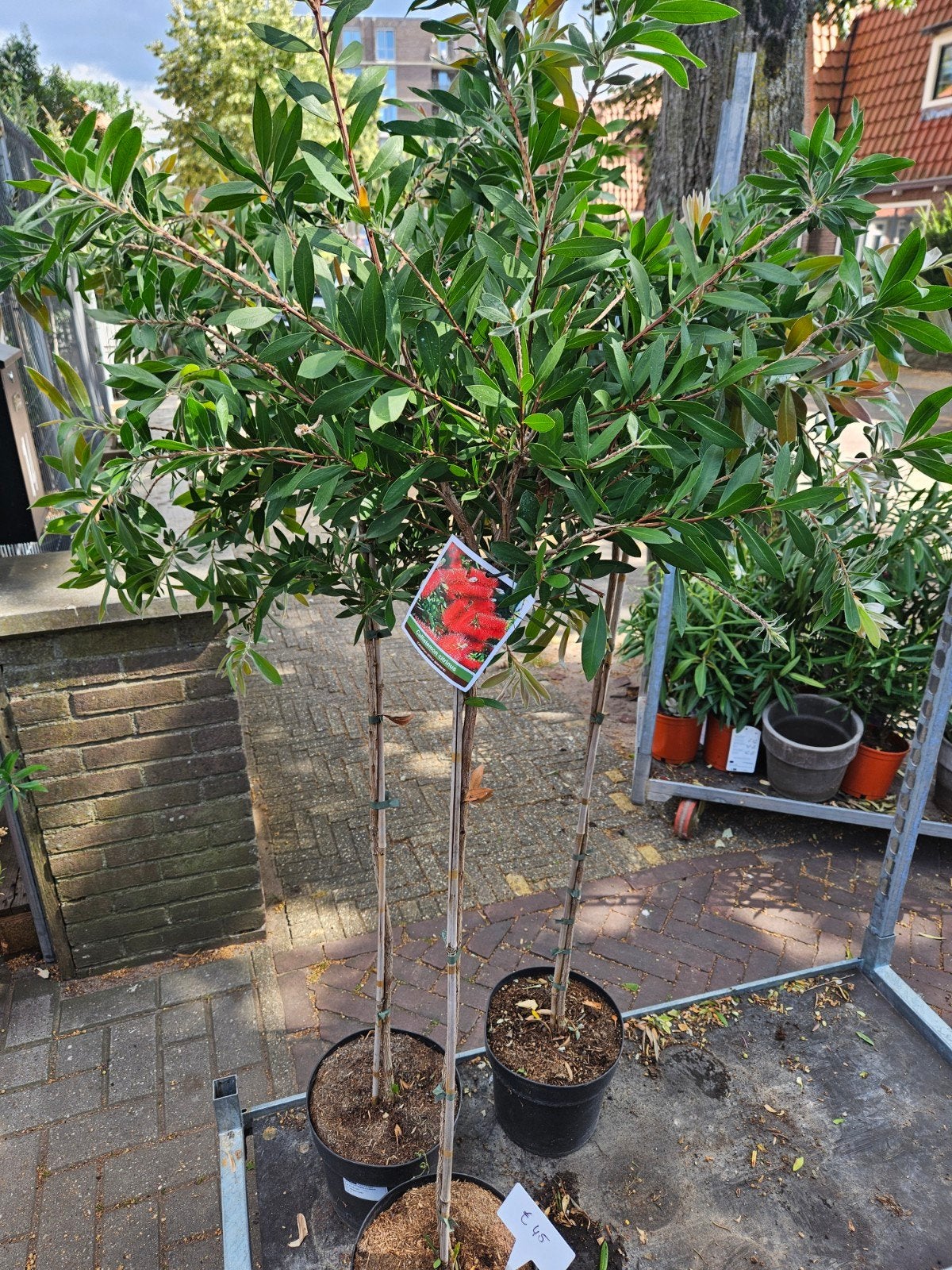 Lampepoetser op stam 150cm - 50% korting!, Ophalen, Overige soorten, Volle zon