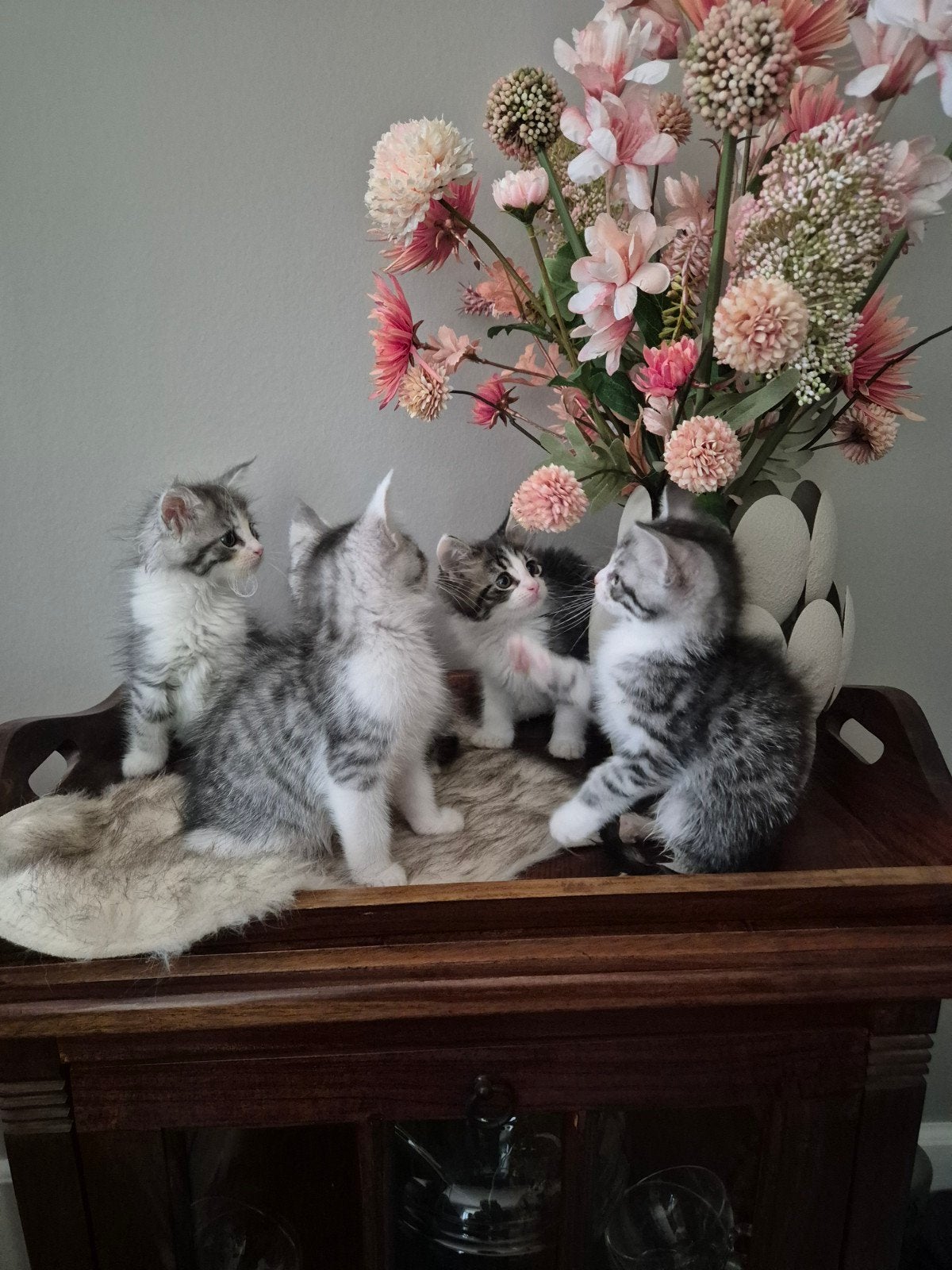 super mooie kittens te koop, Dieren en Toebehoren, Meerdere dieren, Ontwormd