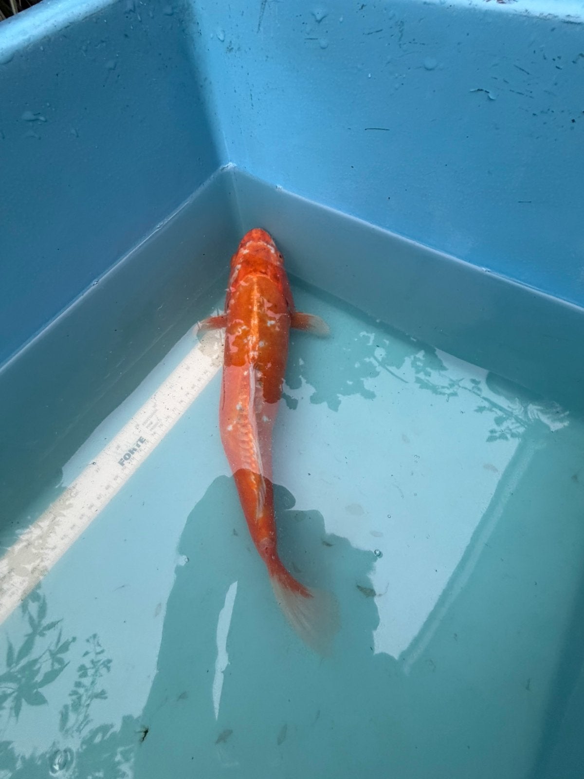 Doitsu Orenji Ogon koi, Karper of Koi