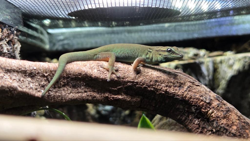 Lygodactylus williamsi vrouw, Dieren en Toebehoren, Reptielen en Amfibieën | Toebehoren, Ophalen of Verzenden, Nieuw