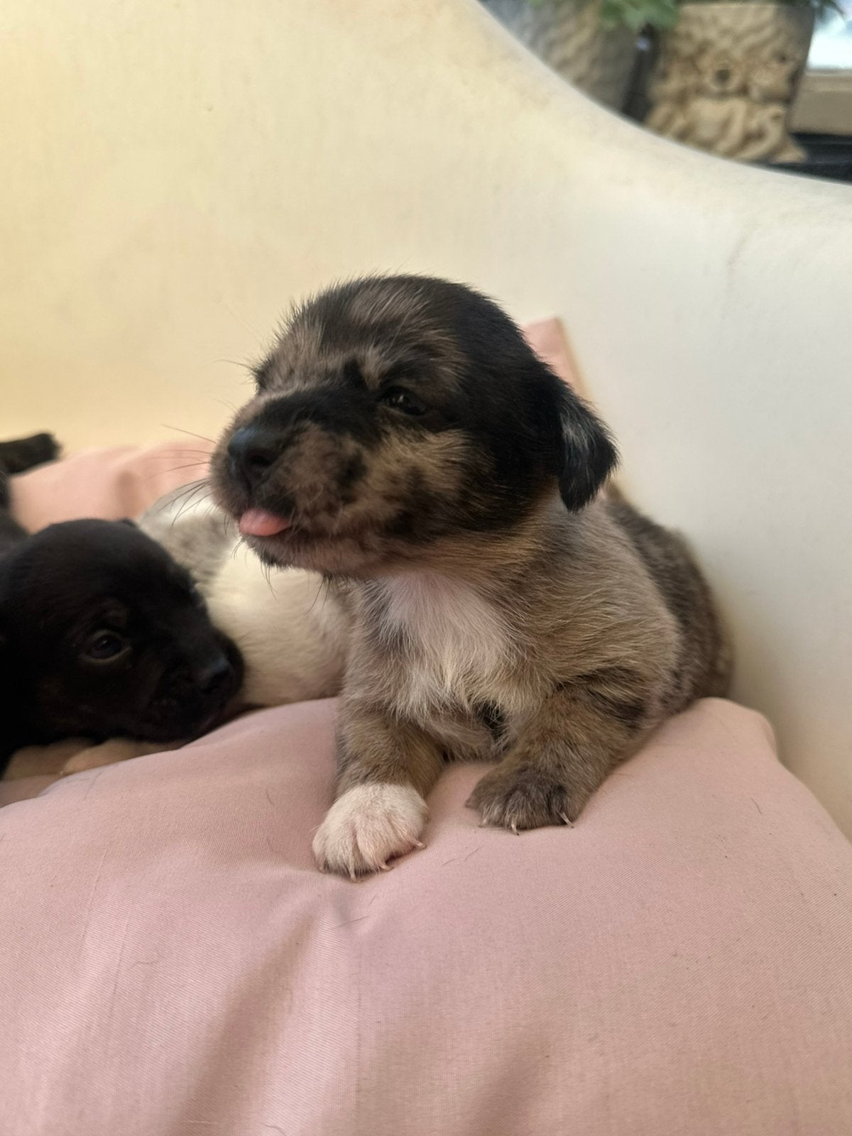 Prachtige Jackrussel puppie’s te koop, Jack Russell Terriër, 8 tot 15 weken, Parvo, Meerdere