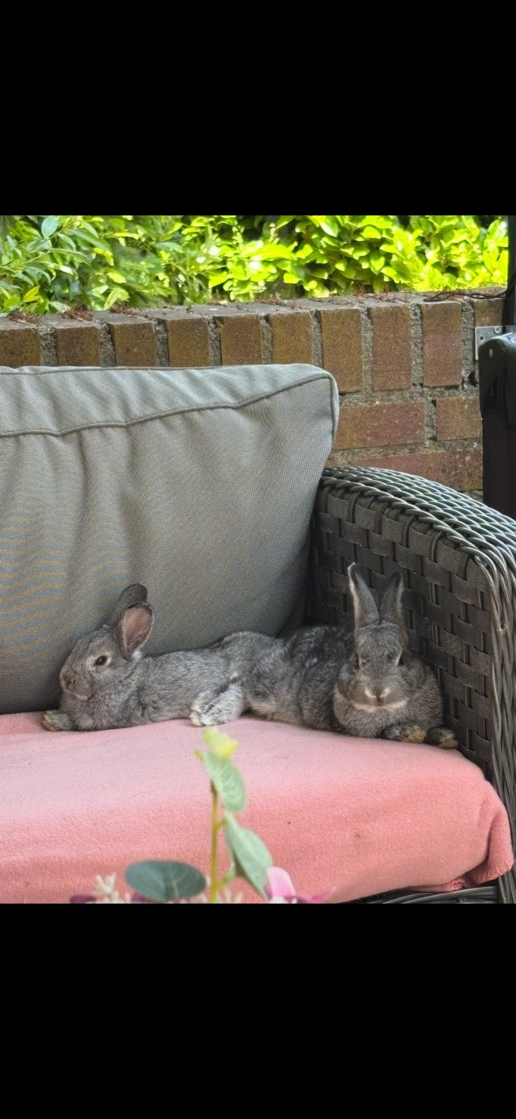 Chinchilla konijnen, Ophalen, Overige typen
