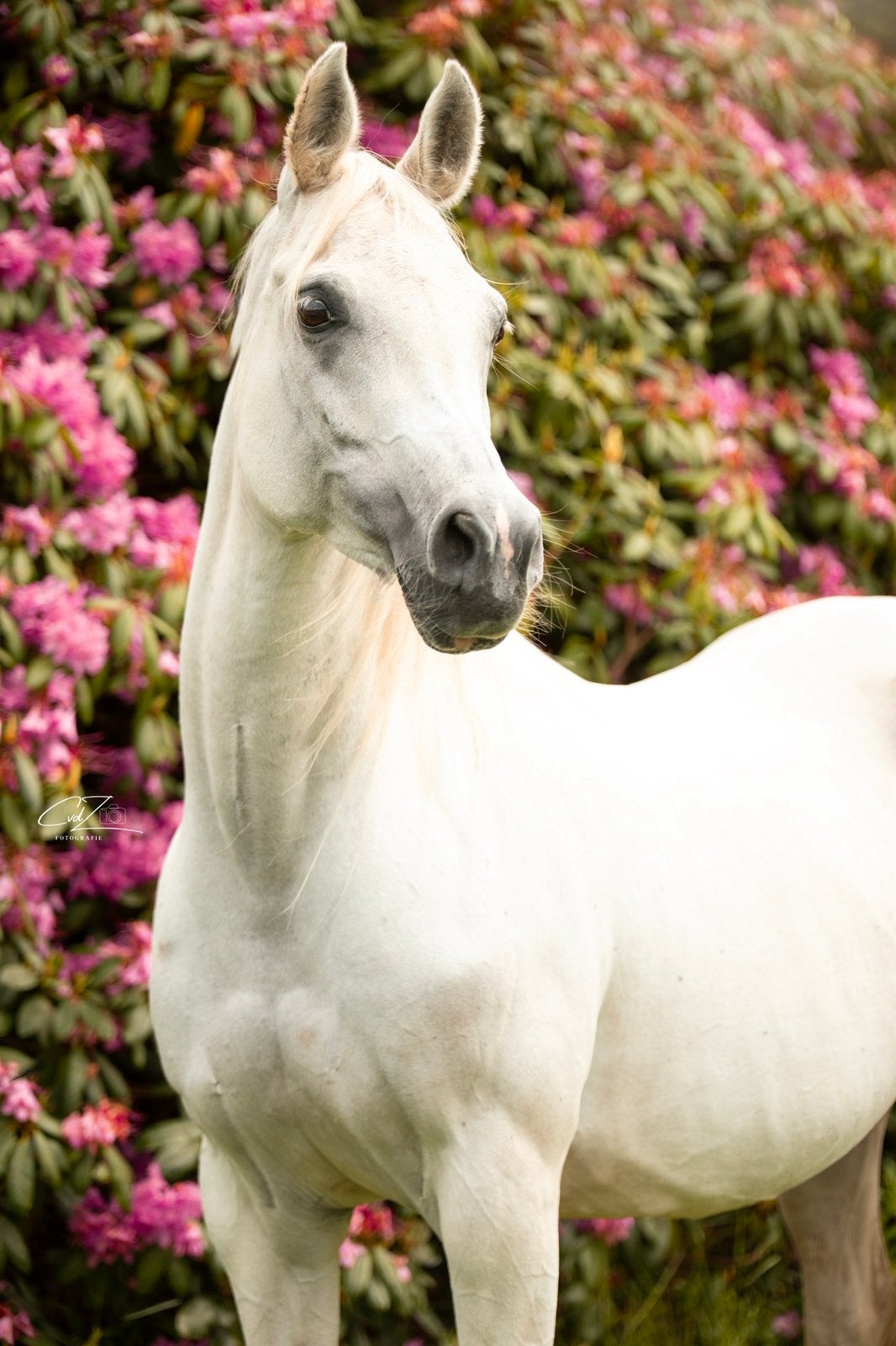 Prachtige Arabisch Volbloed, Dieren en Toebehoren, Merrie, Minder dan 160 cm, 11 jaar of ouder, Recreatiepaard